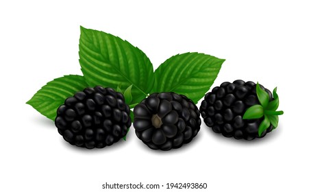 Three lying blackberry fruits with green leaves. Isolated on white background. Realistic vector illustration.