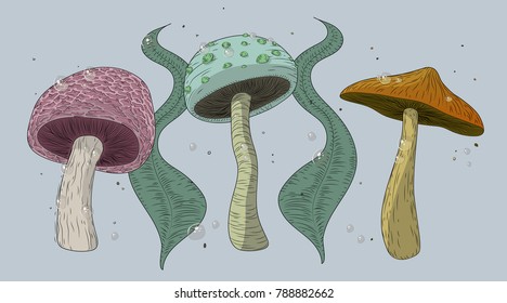 Three magic mushrooms in different sizes and colors.