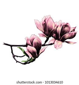 three Magnolia flower sketch vector graphics color picture