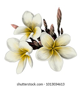 three Magnolia flower sketch vector graphics color picture