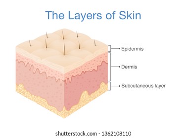 Three Main Layer Human Skin Illustration Stock Vector (Royalty Free ...