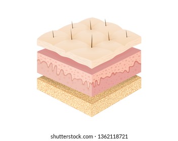 Three main layer of the human skin with 3 dimension. Illustration about medical diagram.