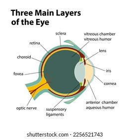 Three Main Layers of the Eye svg