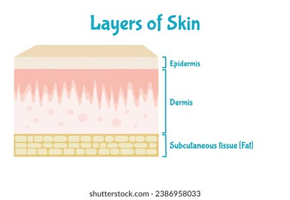 Three main layers of human skin, Skin anatomy medical diagram illustration.