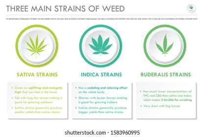 Three Main Strains of Weed horizontal business infographic illustration about cannabis as herbal alternative medicine and chemical therapy, healthcare and medical science vector.