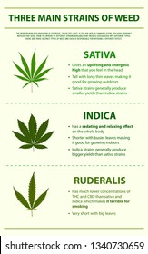 Three Main Strains of Weed vertical infographic illustration about cannabis as herbal alternative medicine and chemical therapy, healthcare and medical science vector.