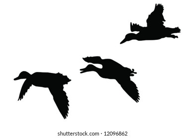 Three Mallard Ducks   Flying