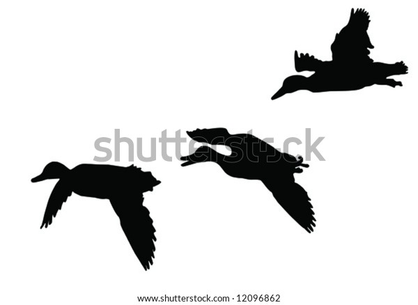 Three Mallard Ducks Flying Stock Vector (royalty Free) 12096862