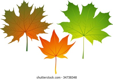 Three maple autumn leaves of the various form and color
