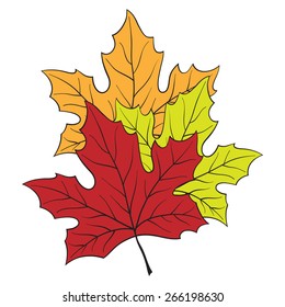 Three maple leaves of different colors on a white background