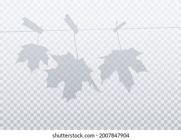 Tres hojas de arce sobre una cuerda sobre abrazaderas de tela aisladas sobre un fondo transparente. Silueta vectorial realista EPS10.