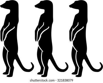 Three meerkats standing and looking