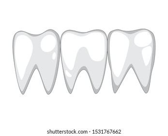 Three molars with a root on a white background. Isolated vector healthy teeth after going to the dentist.