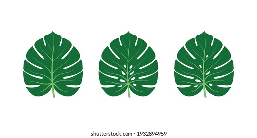 Three monstera leaves on white background