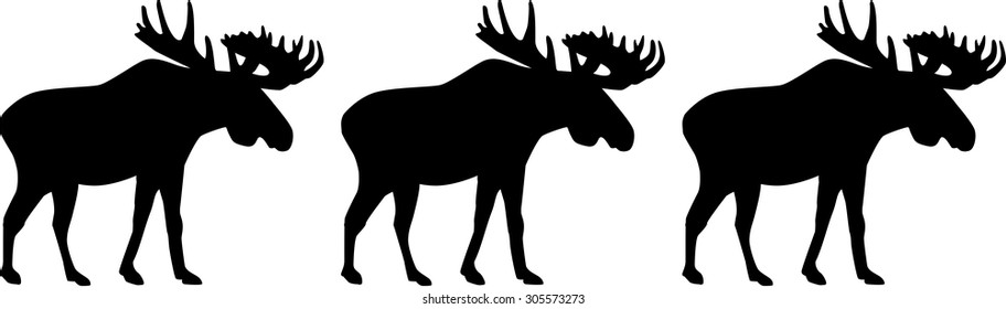 Three moose elk
