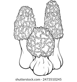 Tres colmenillas de setas. Morel esponjoso. Hongo comestible de otoño del bosque. Ilustración vectorial dibujada a mano estilo garabato. Línea de arte gráfico de comida vegetariana aislado en blanco. Diseño para libro de colorear