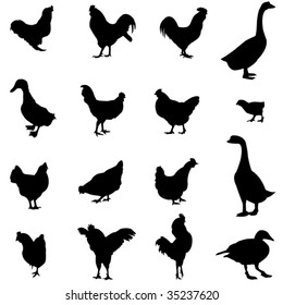 Three most popular poultry - chickens, ducks, geese
