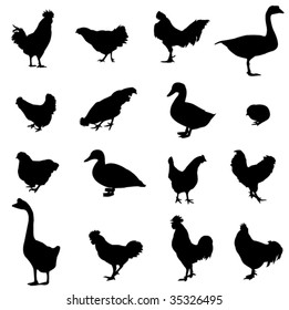 Three most popular poultry - chickens, ducks, geese