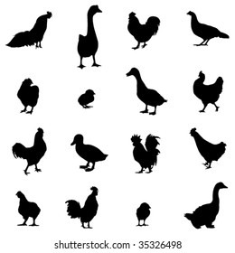 Three most popular poultry - chickens, ducks, geese
