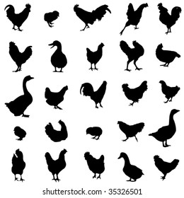 Three most popular poultry - chickens, ducks, geese