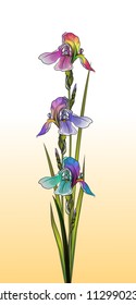 three multicolored delicate iris with green leaves