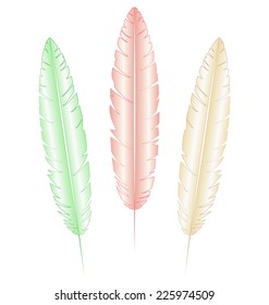 Three multicolored light feathers isolated on white background