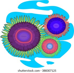 three multi-colored zoanthus - soft corals