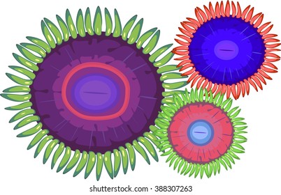 three multi-colored zoanthus - soft corals