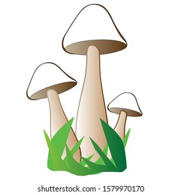 Three mushroom grows in the grass, isolated on white background