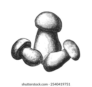 Three mushrooms in a minimalist black and white sketch with detailed line shading