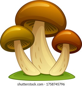 Three mushrooms on a white background