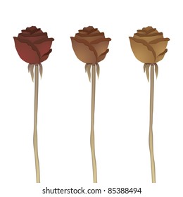 three old dried roses on white background