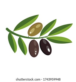 Three olives of different colors on a branch. Olive oil. Autumn harvest.
Natural products for health and beauty