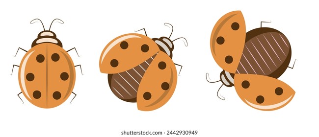 Drei orangefarbene Insekten kriechen in verschiedene Richtungen Vektor-Illustration