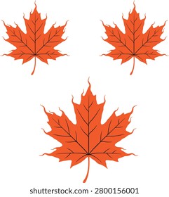 Three orange maple leaves with dark outlines arranged in a triangular formation on a plain white background, for seasonal