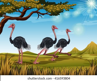 Three ostriches running in the field illustration