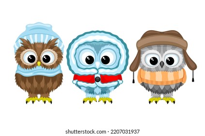 Three owls in winter clothes on a white background.