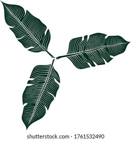 Three palm leaves. Tropical green leaves. Vector stylized monochrome image.