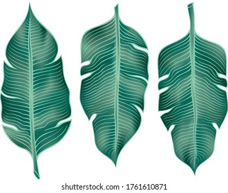 Three palm leaves. Tropical green leaves. Vector stylized colored image.
