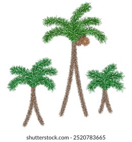 Três palmeiras com cocos feitos de mexilhão. Cocos no topo, entre as folhas. Conjunto de ilustrações de vetor de cores. Fundo branco isolado. Árvore tropical verde. 