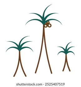 Three palm trees with coconuts. Coconuts on top, among green leaves. Set of color vector illustrations. Isolated background. Cartoon style. Palm tree. Evergreen tropical tree. Exotic plant.