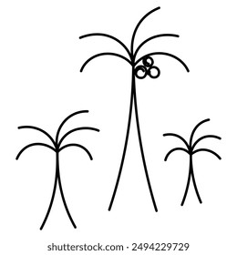 Three palm trees with coconuts. Sketch. Coconuts on the top of the head, among the leaves. Set of vector illustrations. Outline on isolated background. Doodle style. Palm tree. Evergreen tropical tree