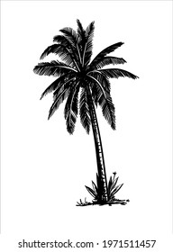three palm trees grow on a wild beach. vector sketch on white background