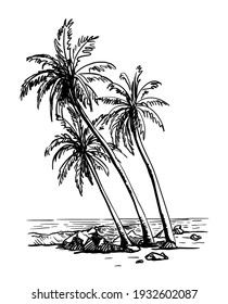 three palm trees growing on a wild beach. vector sketch on white background