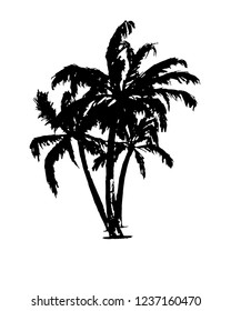 Three a palm trees. Objects isolated on white, vector black on white illustration. 