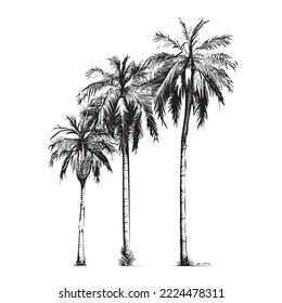 Three palm trees sketch in strokes hand drawn.Vector illustration.