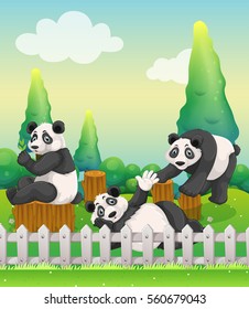 Three panda bears in the zoo illustration