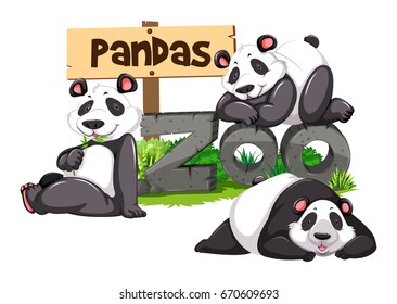 Three pandas in the zoo illustration