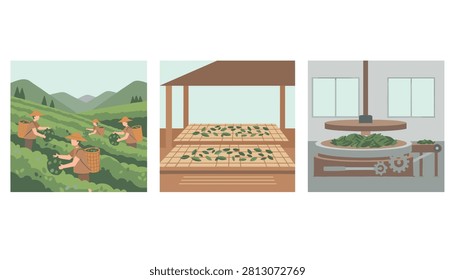 Three panels show tea leaves being harvested in the fields, dried under a shed, and rolled inside a factory.