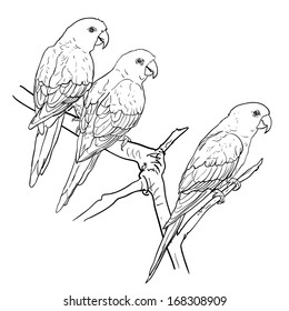 Three parrots hold on the branch